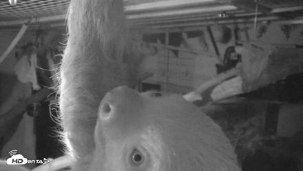 Reid Park Zoo Sloth Live Webcam - Oct 12, 2026, 10:58pm MST