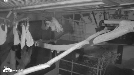 Reid Park Zoo Sloth Live Webcam - Oct 18, 2026, 4:45am MST