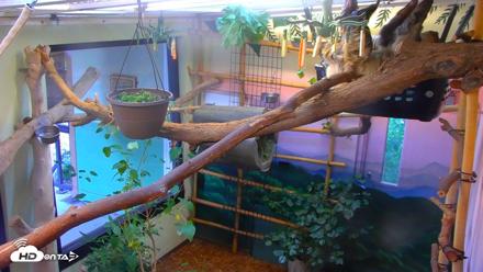 Reid Park Zoo Sloth Live Webcam - Sep 4, 2026, 4:40pm MST
