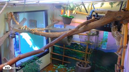 Reid Park Zoo Sloth Live Webcam - Sep 18, 2026, 3:52pm MST