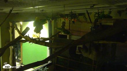 Reid Park Zoo Sloth Live Webcam - Oct 11, 2026, 8:35pm MST