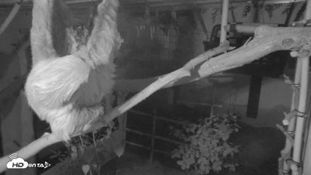 Reid Park Zoo Sloth Live Webcam - Sep 1, 2026, 9:13pm MST