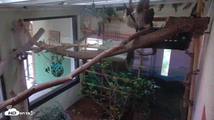 Reid Park Zoo Sloth Live Webcam - May 3, 2026, 5:49am MST
