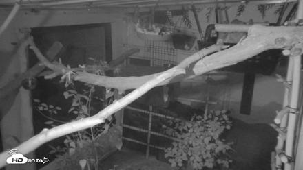 Reid Park Zoo Sloth Live Webcam - Sep 6, 2026, 2:41am MST