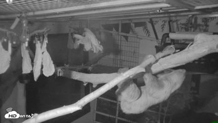 Reid Park Zoo Sloth Live Webcam - Oct 18, 2026, 5:02am MST