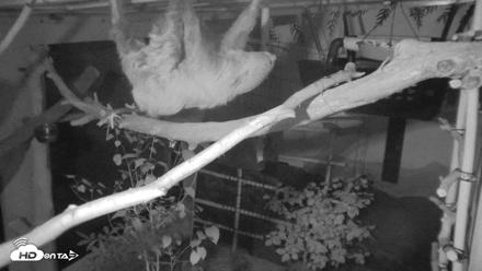 Reid Park Zoo Sloth Live Webcam - Sep 11, 2026, 7:45pm MST