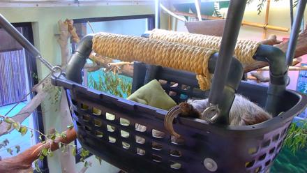 Reid Park Zoo Sloth Live Webcam - Nov 1, 2025, 3:38pm MST
