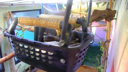 Reid Park Zoo Sloth Live Webcam - Dec 10, 2025, 11:26am MST