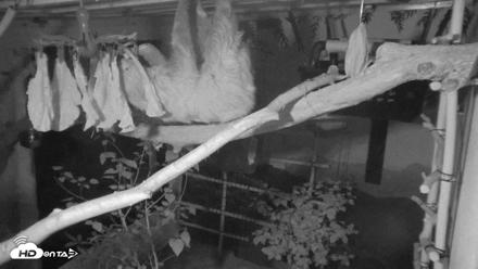 Reid Park Zoo Sloth Live Webcam - Aug 22, 2026, 3:41am MST