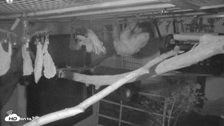 Reid Park Zoo Sloth Live Webcam - Oct 18, 2026, 4:55am MST