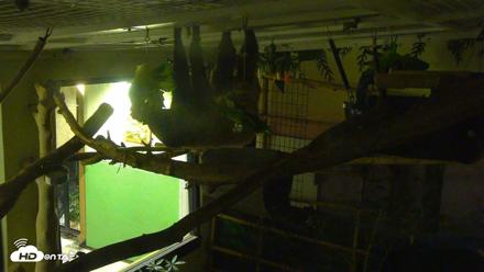 Reid Park Zoo Sloth Live Webcam - Oct 11, 2026, 8:21pm MST