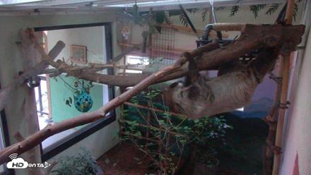Reid Park Zoo Sloth Live Webcam - May 3, 2026, 5:50am MST