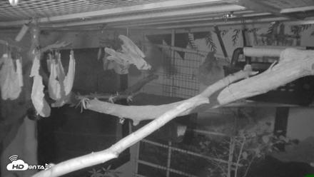 Reid Park Zoo Sloth Live Webcam - Oct 17, 2026, 8:24pm MST