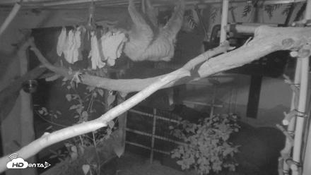 Reid Park Zoo Sloth Live Webcam - Sep 1, 2026, 9:11pm MST