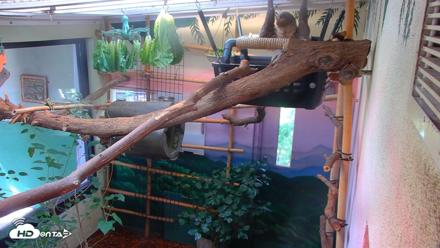 Reid Park Zoo Sloth Live Webcam - Aug 25, 2026, 3:14pm MST
