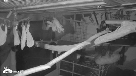 Reid Park Zoo Sloth Live Webcam - Oct 18, 2026, 4:46am MST