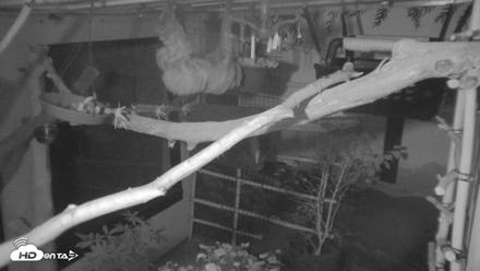 Reid Park Zoo Sloth Live Webcam - Sep 18, 2026, 10:00pm MST