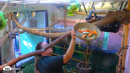 Reid Park Zoo Sloth Live Webcam - Sep 17, 2026, 3:40pm MST