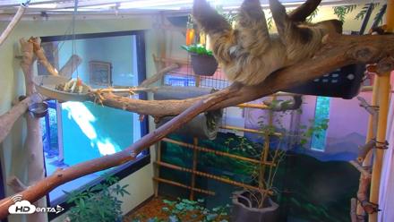 Reid Park Zoo Sloth Live Webcam - Sep 18, 2026, 3:51pm MST