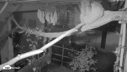 Reid Park Zoo Sloth Live Webcam - Aug 30, 2026, 8:52pm MST