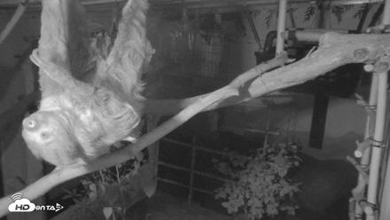 Reid Park Zoo Sloth Live Webcam - Sep 1, 2026, 9:13pm MST