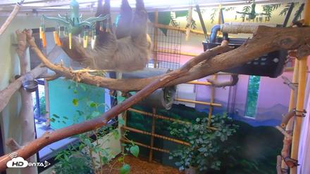 Reid Park Zoo Sloth Live Webcam - Sep 13, 2026, 6:03pm MST