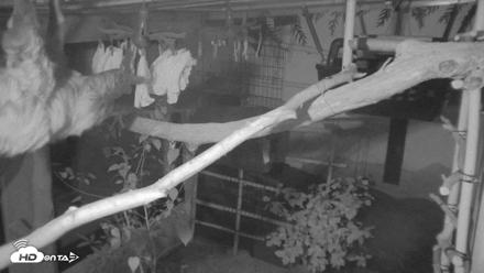 Reid Park Zoo Sloth Live Webcam - Sep 1, 2026, 9:23pm MST