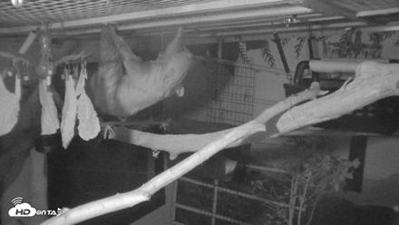 Reid Park Zoo Sloth Live Webcam - Oct 18, 2026, 4:39am MST