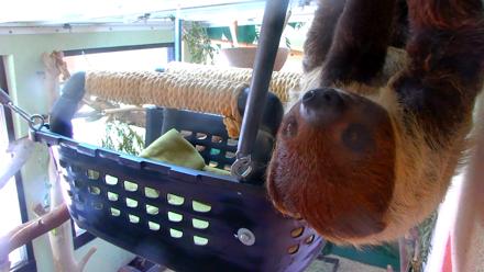 Reid Park Zoo Sloth Live Webcam - Nov 13, 2025, 1:02pm MST