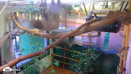 Reid Park Zoo Sloth Live Webcam - Sep 13, 2026, 6:03pm MST
