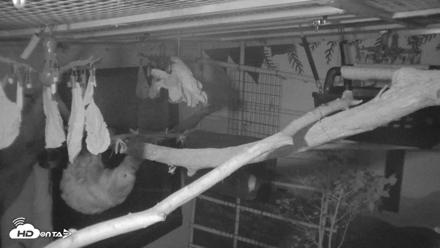Reid Park Zoo Sloth Live Webcam - Oct 18, 2026, 4:47am MST