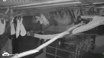 Reid Park Zoo Sloth Live Webcam - Oct 18, 2026, 4:52am MST