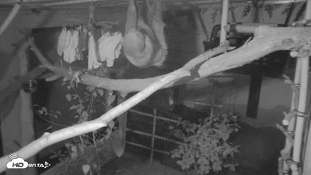 Reid Park Zoo Sloth Live Webcam - Sep 1, 2026, 9:12pm MST