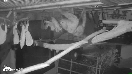 Reid Park Zoo Sloth Live Webcam - Oct 18, 2026, 4:53am MST