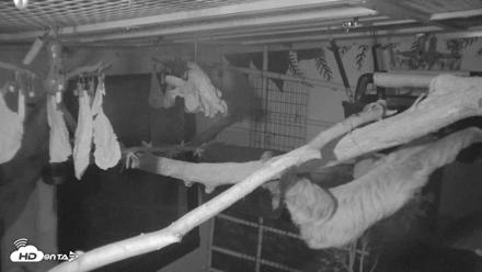 Reid Park Zoo Sloth Live Webcam - Oct 18, 2026, 4:47am MST