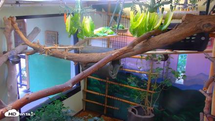 Reid Park Zoo Sloth Live Webcam - Oct 22, 2026, 4:41pm MST