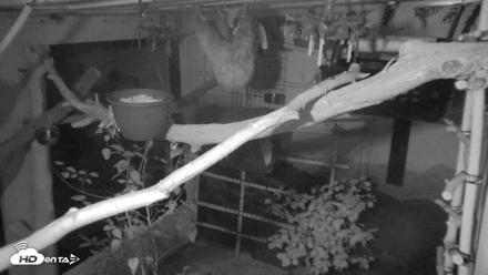 Reid Park Zoo Sloth Live Webcam - Sep 5, 2026, 3:02am MST