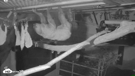 Reid Park Zoo Sloth Live Webcam - Oct 18, 2026, 4:37am MST