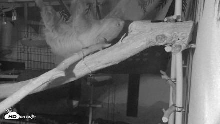 Reid Park Zoo Sloth Live Webcam - May 30, 2026, 8:30pm MST