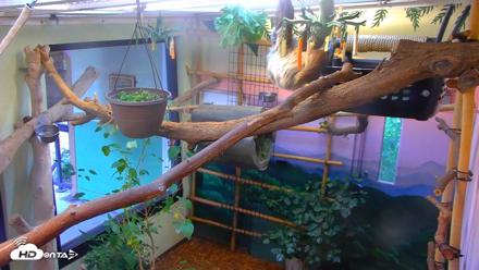 Reid Park Zoo Sloth Live Webcam - Sep 4, 2026, 4:39pm MST