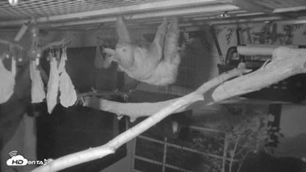 Reid Park Zoo Sloth Live Webcam - Oct 18, 2026, 5:06am MST