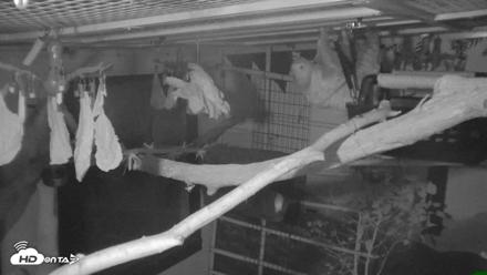 Reid Park Zoo Sloth Live Webcam - Oct 18, 2026, 5:00am MST