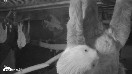 Reid Park Zoo Sloth Live Webcam - Oct 17, 2026, 10:02pm MST