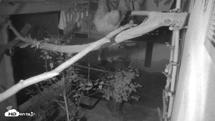 Reid Park Zoo Sloth Live Webcam - Aug 16, 2026, 1:05am MST