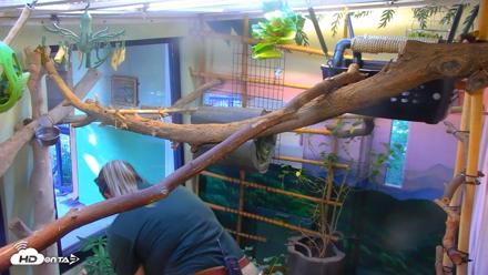 Reid Park Zoo Sloth Live Webcam - Sep 17, 2026, 3:39pm MST