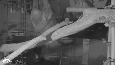 Reid Park Zoo Sloth Live Webcam - Jun 19, 2026, 7:55pm MST