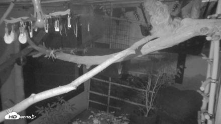 Reid Park Zoo Sloth Live Webcam - Sep 15, 2026, 9:02pm MST