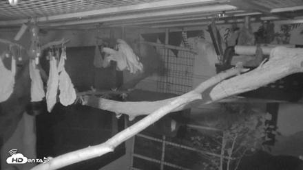 Reid Park Zoo Sloth Live Webcam - Oct 18, 2026, 5:05am MST