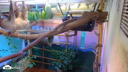 Reid Park Zoo Sloth Live Webcam - Aug 25, 2026, 4:54pm MST