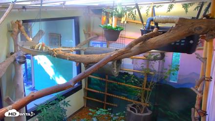 Reid Park Zoo Sloth Live Webcam - Sep 18, 2026, 3:53pm MST